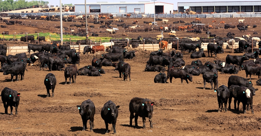 herds of cattle in large feedlot