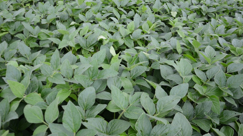 soybeans in the field