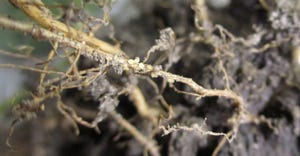 signs of soybean cyst nematodes