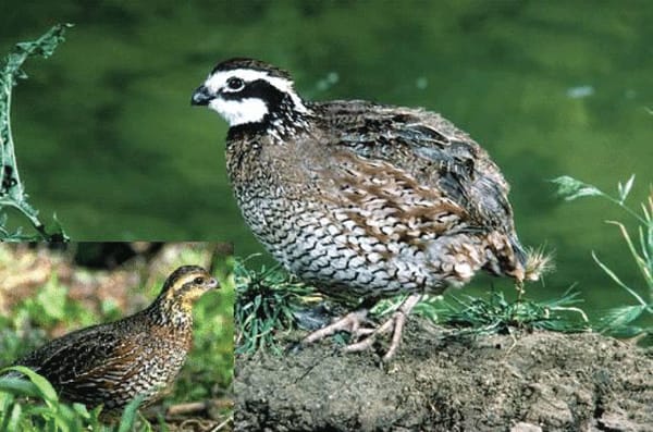 Quail In Michigan Bobwhite quail making comeback in Southeast 222840 | Farm Progress