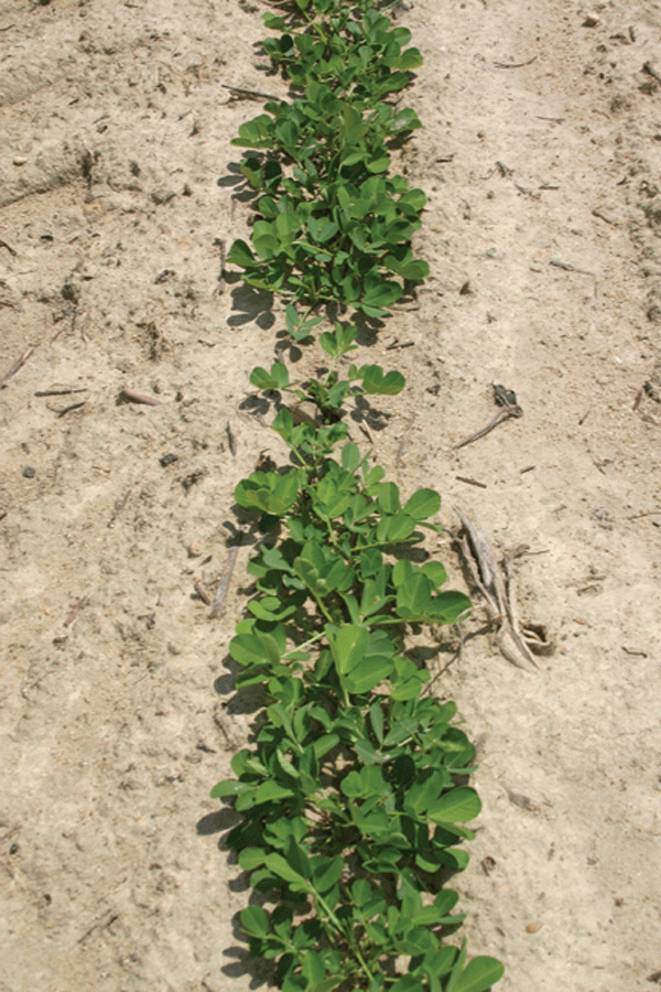 “Adequate” peanut stand helps control production costs