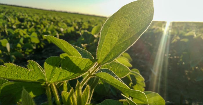 A close up of a soybean plant with a field in the background with a sun ray shining through