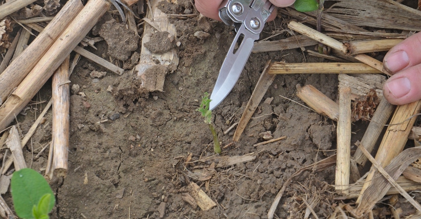 tiny soybean plant with cotyledons damaged