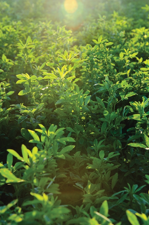 Roundup Ready alfalfa is back Farm Progress