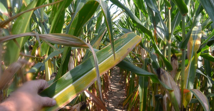 corn leaves showing signs of possible sulfur deficiency 