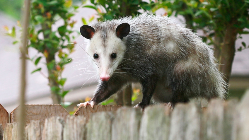 Opossum walking on a wooden fence