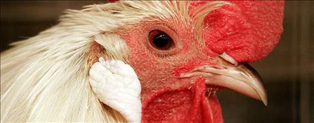 make_big_chicken_responsible_maryland_poultry_litter_1_635902178531124448.jpg