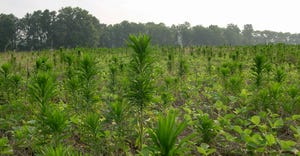 Marestail emerges from a field