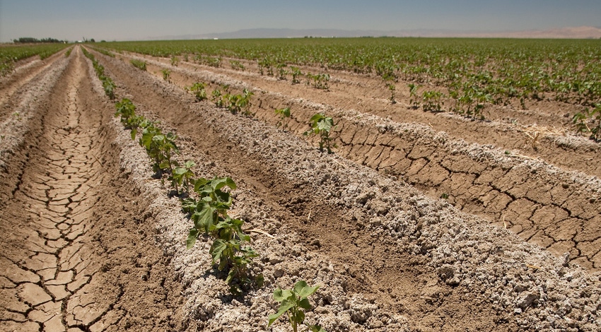 Cotton field in the San Joaquin Valley