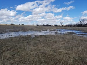 Soggy pasture in winter 2019