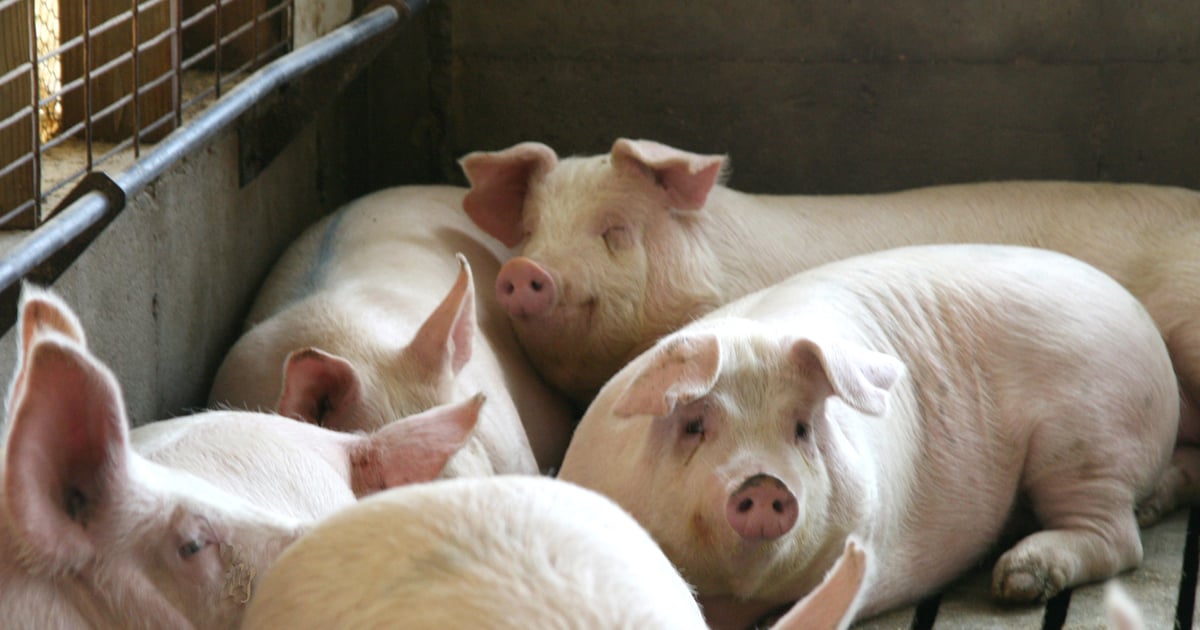 Breeding hogs hold solid value