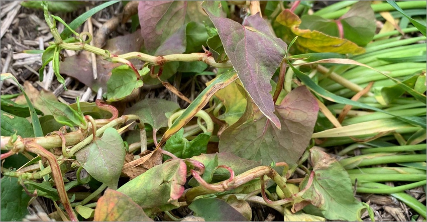 CAAG1WARM052_WideARmatch_DF_WildBuckwheat_1540x800_STATIC_200K.jpg CAAG1WARM052_WideARmatch_DF_WildBuckwheat_1540x800_STATIC_200K.jpg
