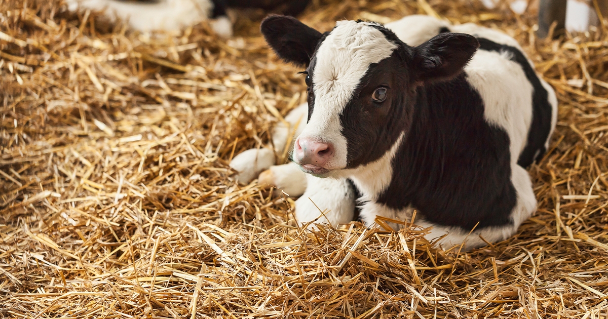 Proper bedding keeps calves warm and dry - Grainews