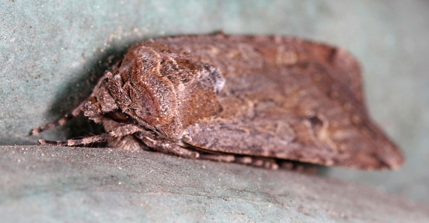 miller moth