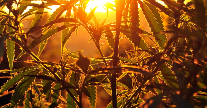 hemp at sunset