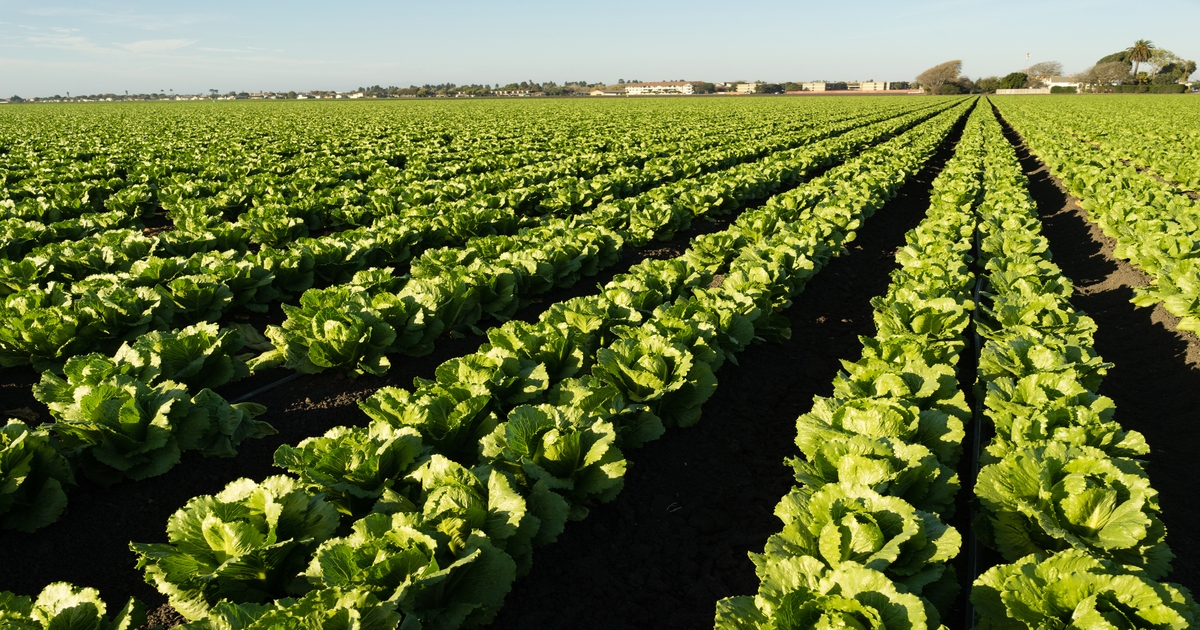 Fusarium Wilt of Lettuce Seminar, April 12, Yuma