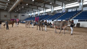 Exhibitors of the All-American Brown Swiss show line up for the judges inside the Equine Arena