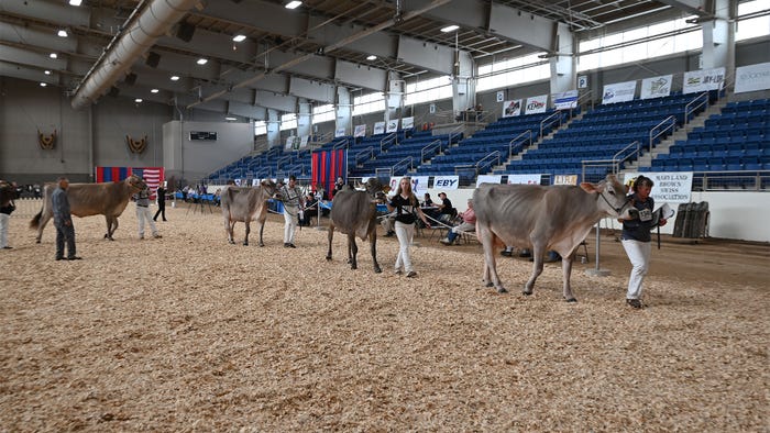 Exhibitors of the All-American Brown Swiss show line up for the judges inside the Equine Arena Exhibitors of the All-American Brown Swiss show line up for the judges inside the Equine Arena