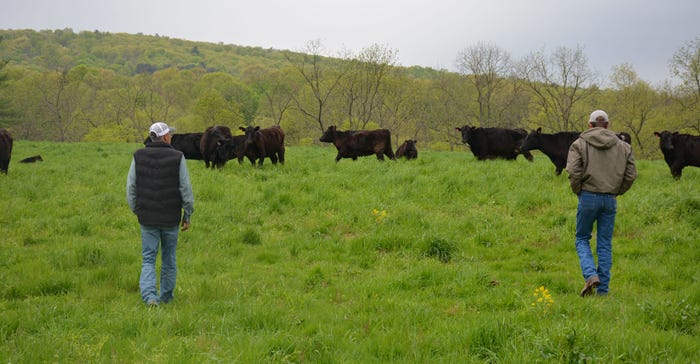 Peter Brummer and his son Ethan work livestock