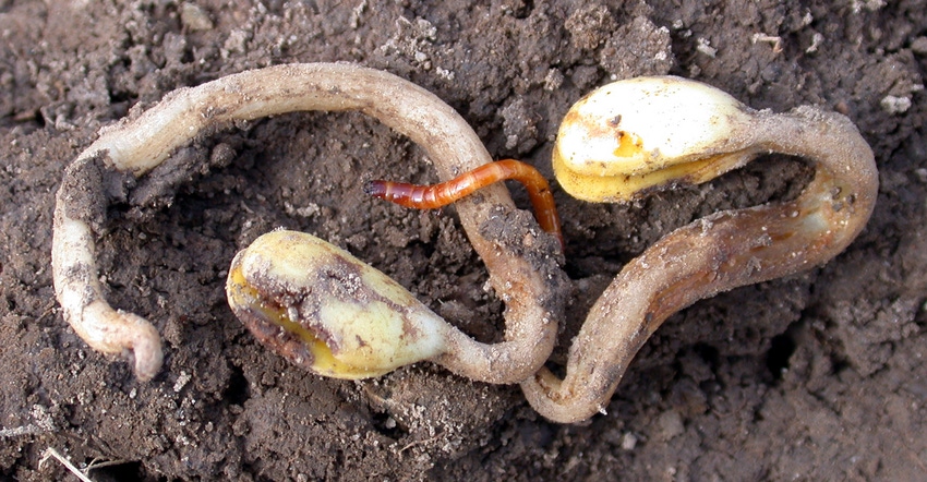wireworm on soybean seedling