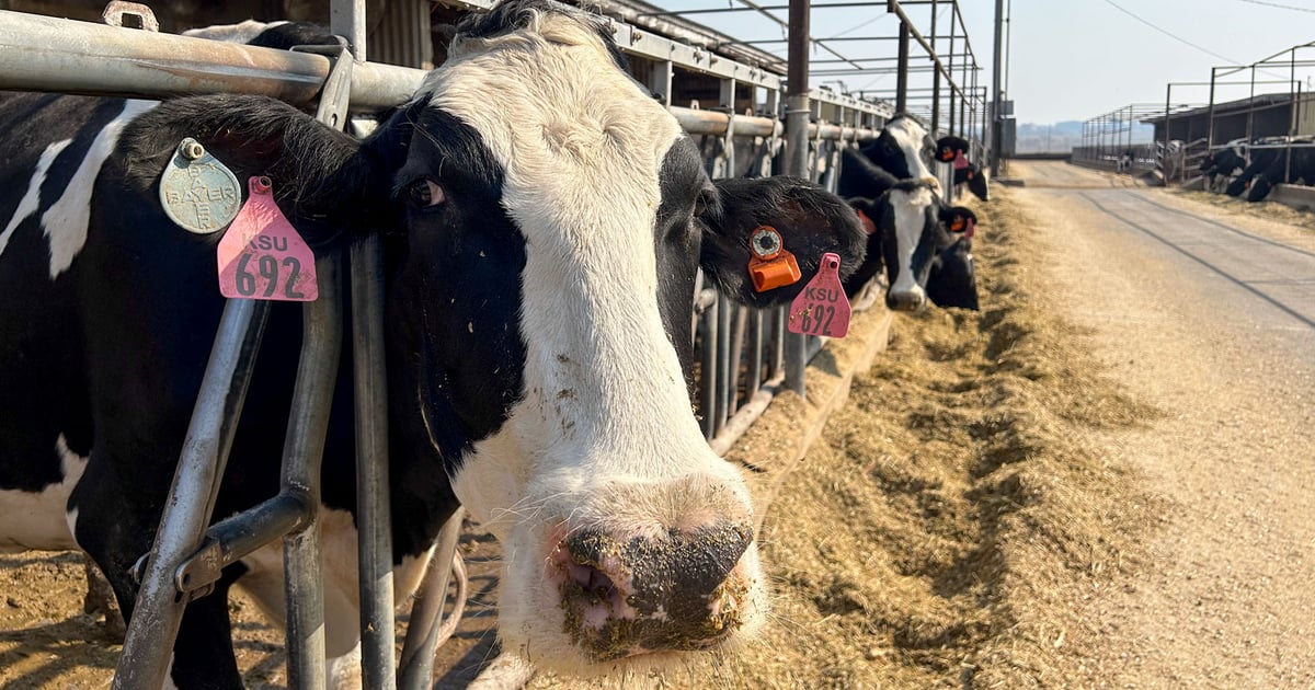 K-State dairy unit gets green light for major upgrade