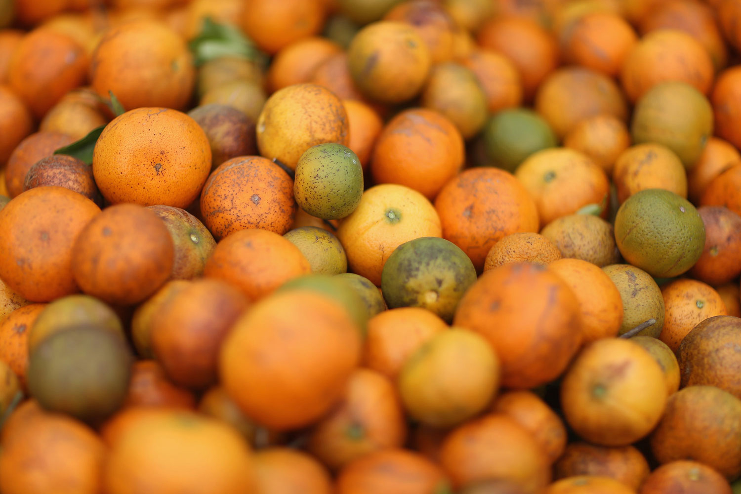 EPA issues regulatory changes to fight citrus diseases