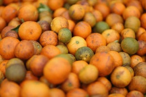 tangerines-citrus-greening-disease-threat-GettyImages-168672665.jpg