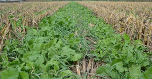 Cover crops planted among rows of corn
