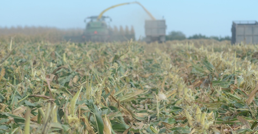 corn field with combine harvesting corn