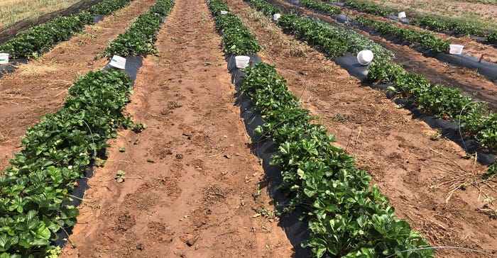 Strawberries-ready-for-harvesting-yield.jpg