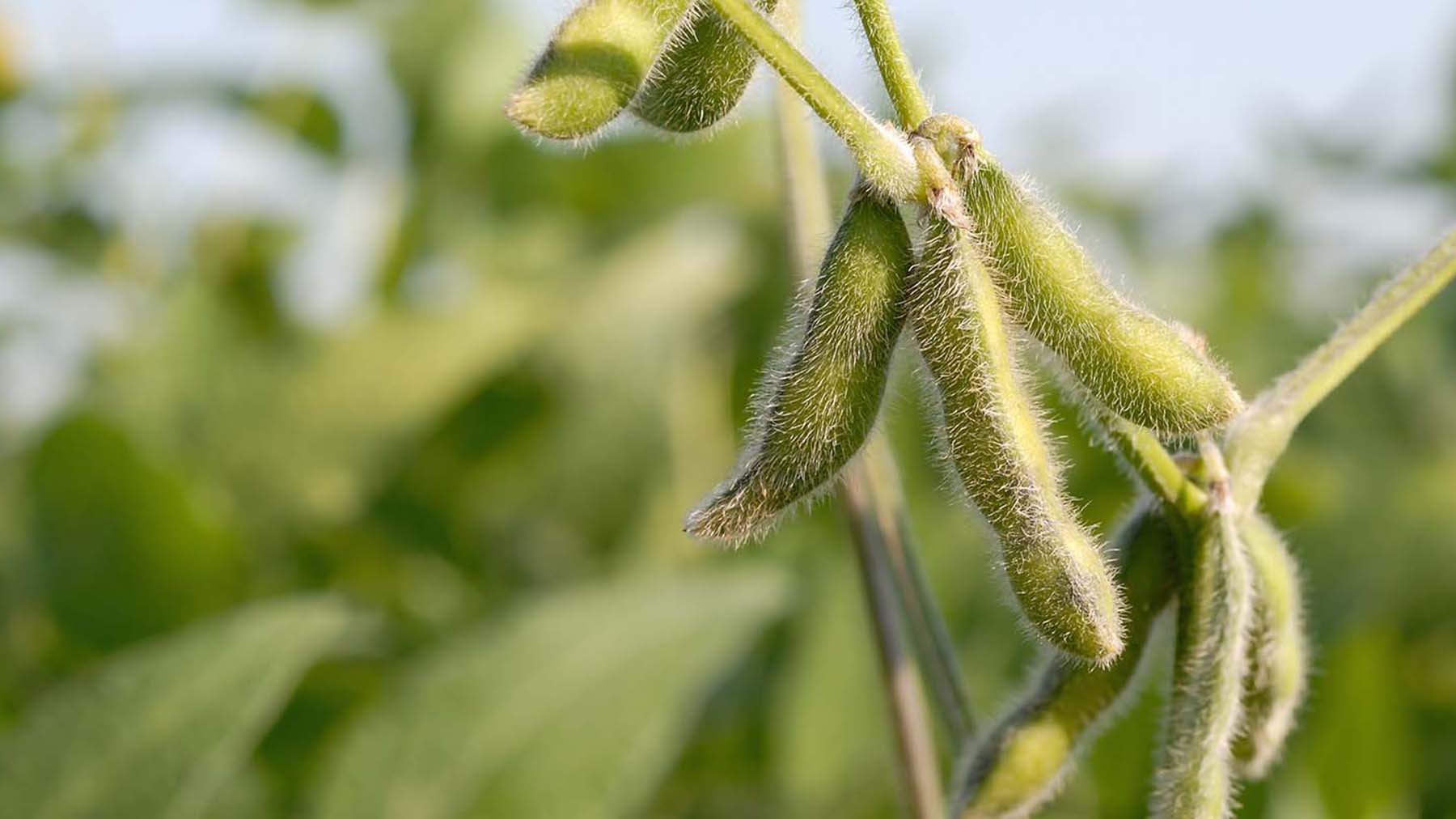 Soybean pods