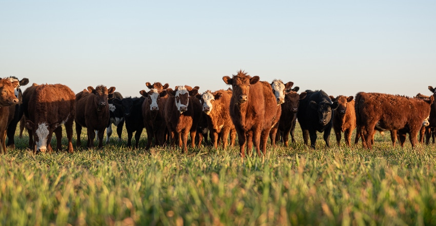 herd of steer