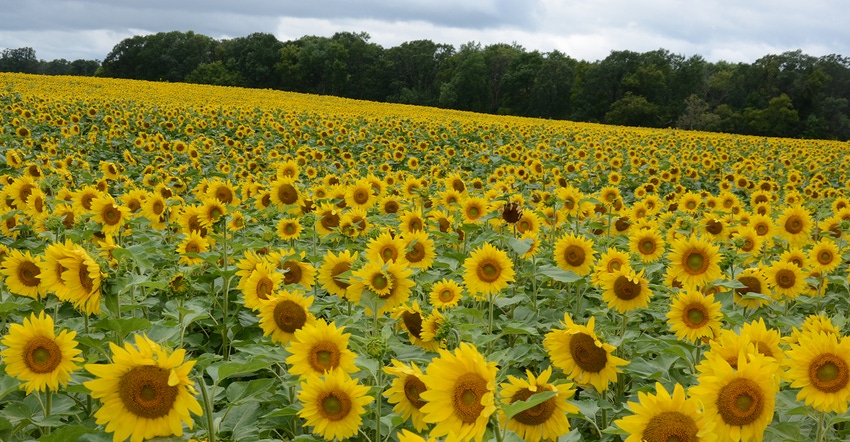 field of young sunflower plants