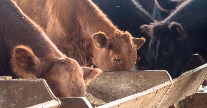Young beef cattle eating at a feed bunk