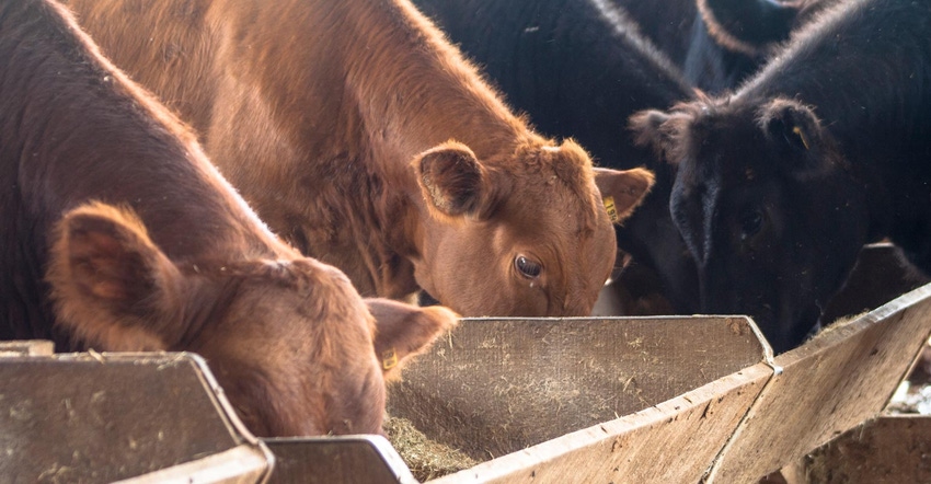 Young beef cattle eating at a feed bunk Young beef cattle eating at a feed bunk
