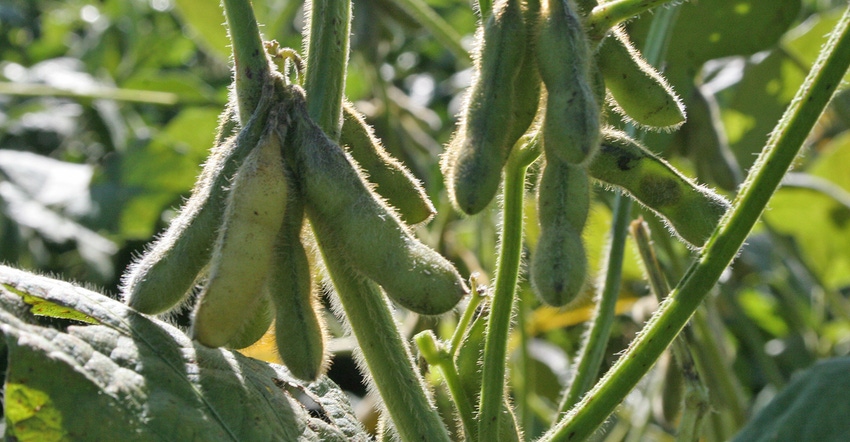 green soybean pods