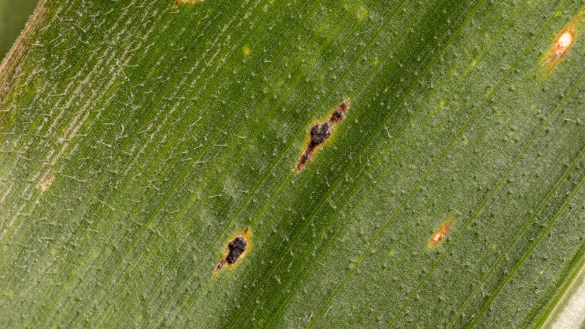 Corn tar spot fungus on cornstalk leaf