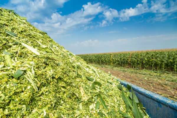 8.27 corn silage.jpg 8.27 corn silage.jpg