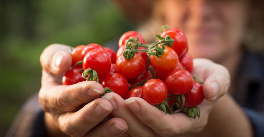 Closeup of woman holding tomatoes Closeup of woman holding tomatoes