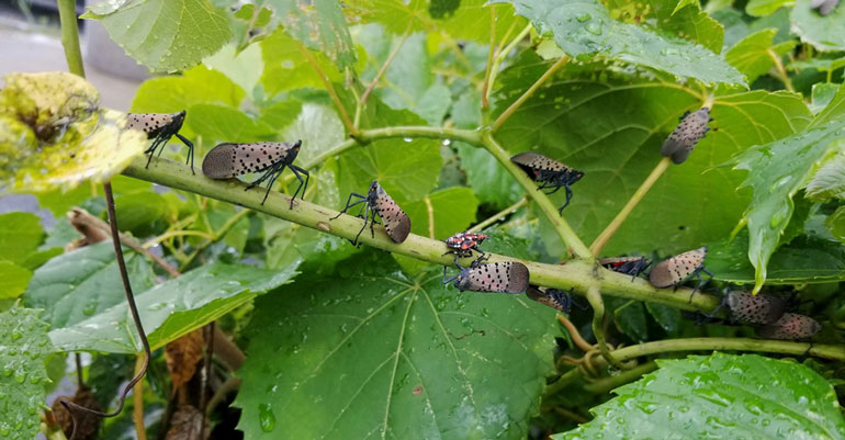 Lanternflies cover a branch