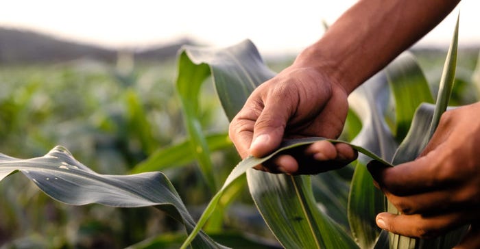 A farmer's hand checking a corn leaf