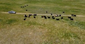 Aerial view of a cattle in field and pickup truck