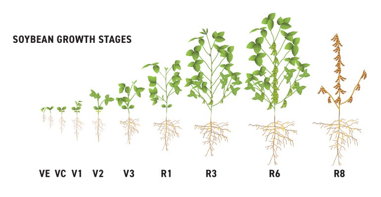 Becks-May19-Soybean-Growth-Stages-770x400.jpg