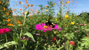 Pollinators NC State University