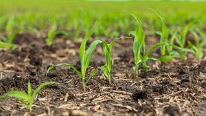 young corn plants growing in cornfield
