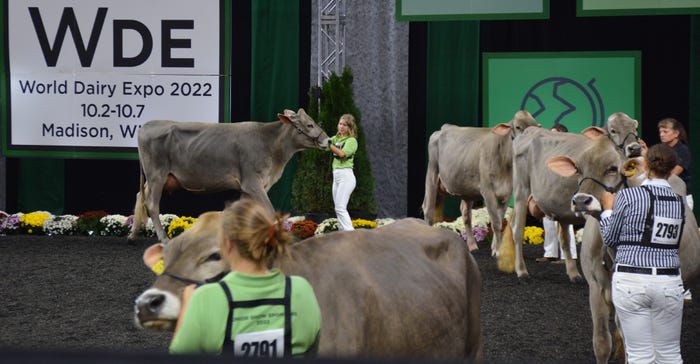 Youth showing Dairy cows at the World Dairy Expo
