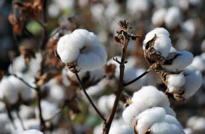 brad-haire-farm-progress-cotton-morning-a.JPG