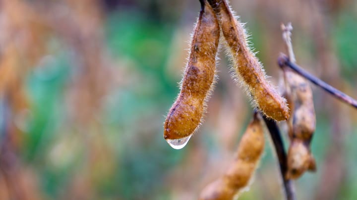 Get the best grain prices: Watch weather, WASDE, yield results and demand