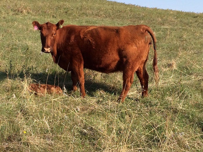 Cow with new calf on green grass