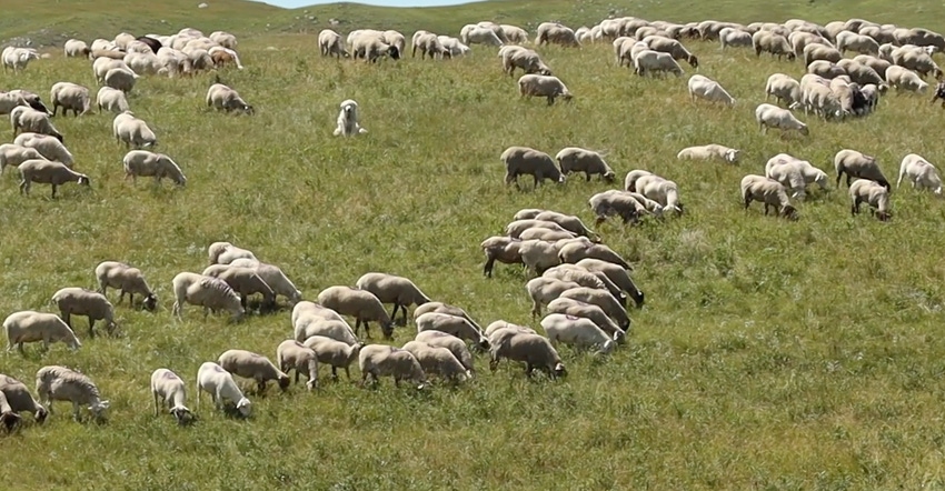 Sheep graze at the Rock Hills Ranch in Walworth County, S.D. 